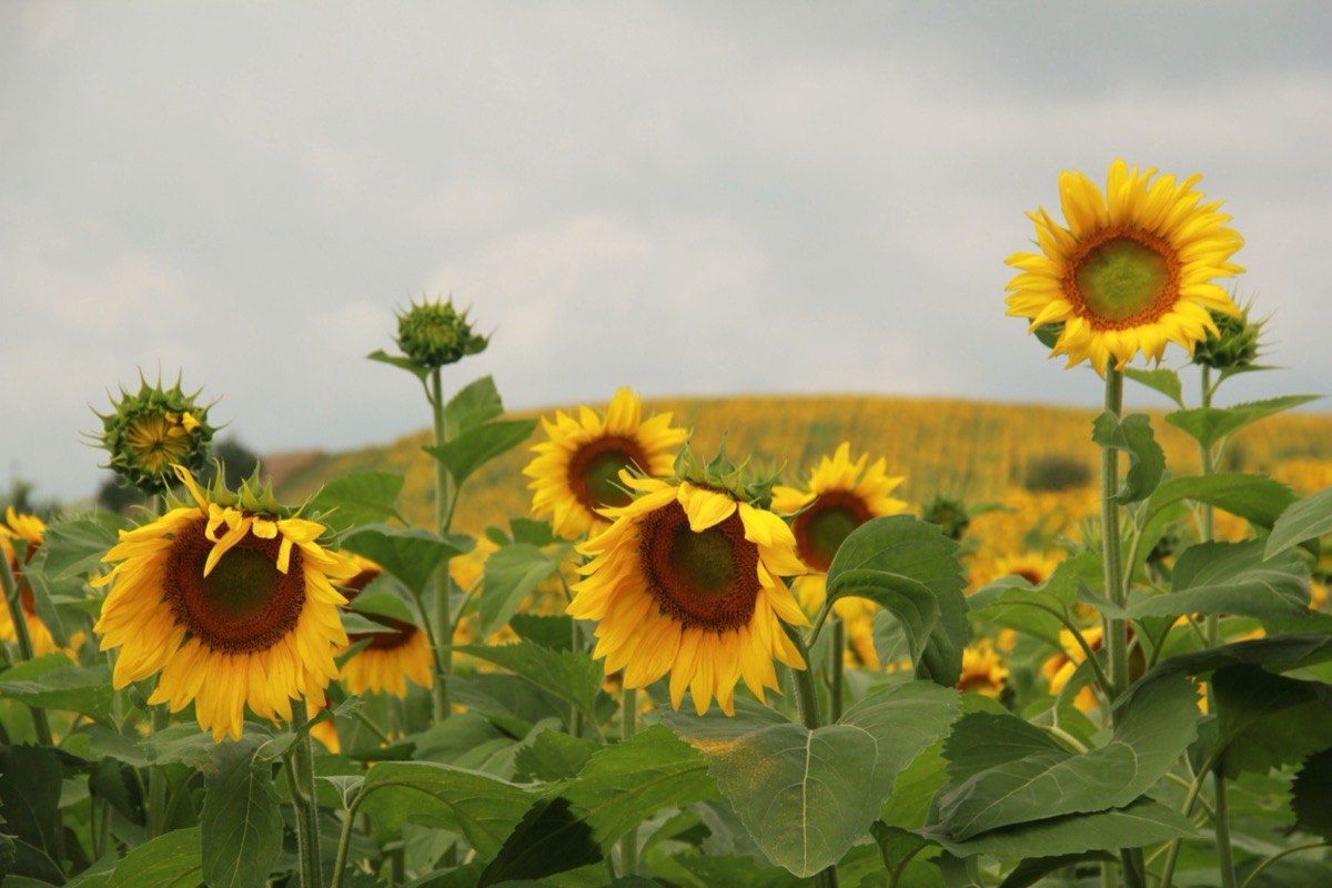 A field of sunflowers in bloom under an overcast sky, with more sunflowers covering the hillside behind.
