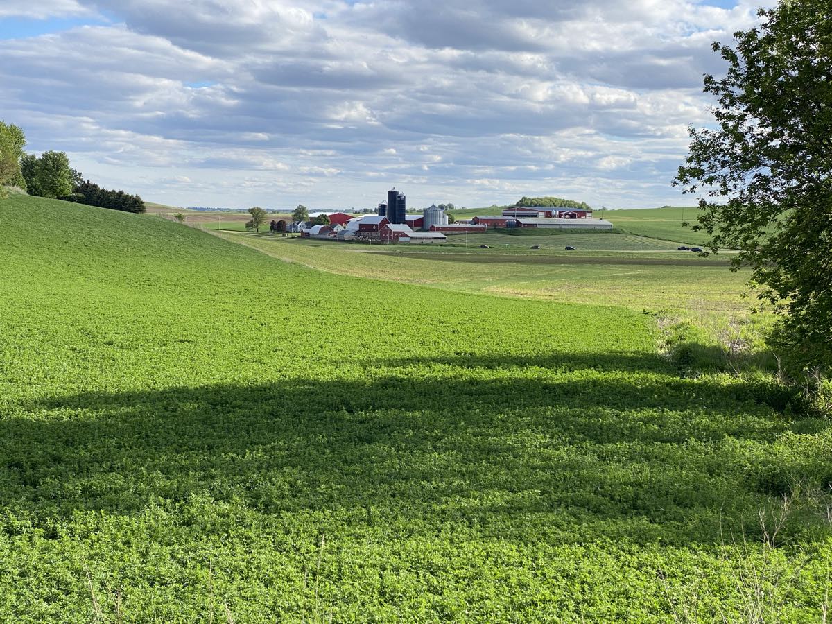 A green alfalfa field in the foreground with a red dairy farm and silos on the ridge beyond.
